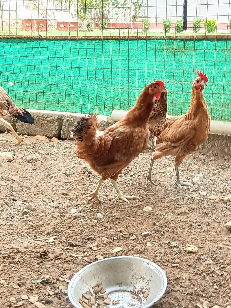 (1)Aseel Murgi (1)Aseel Murgi ka choza (2)Misri Murgi — photo 3