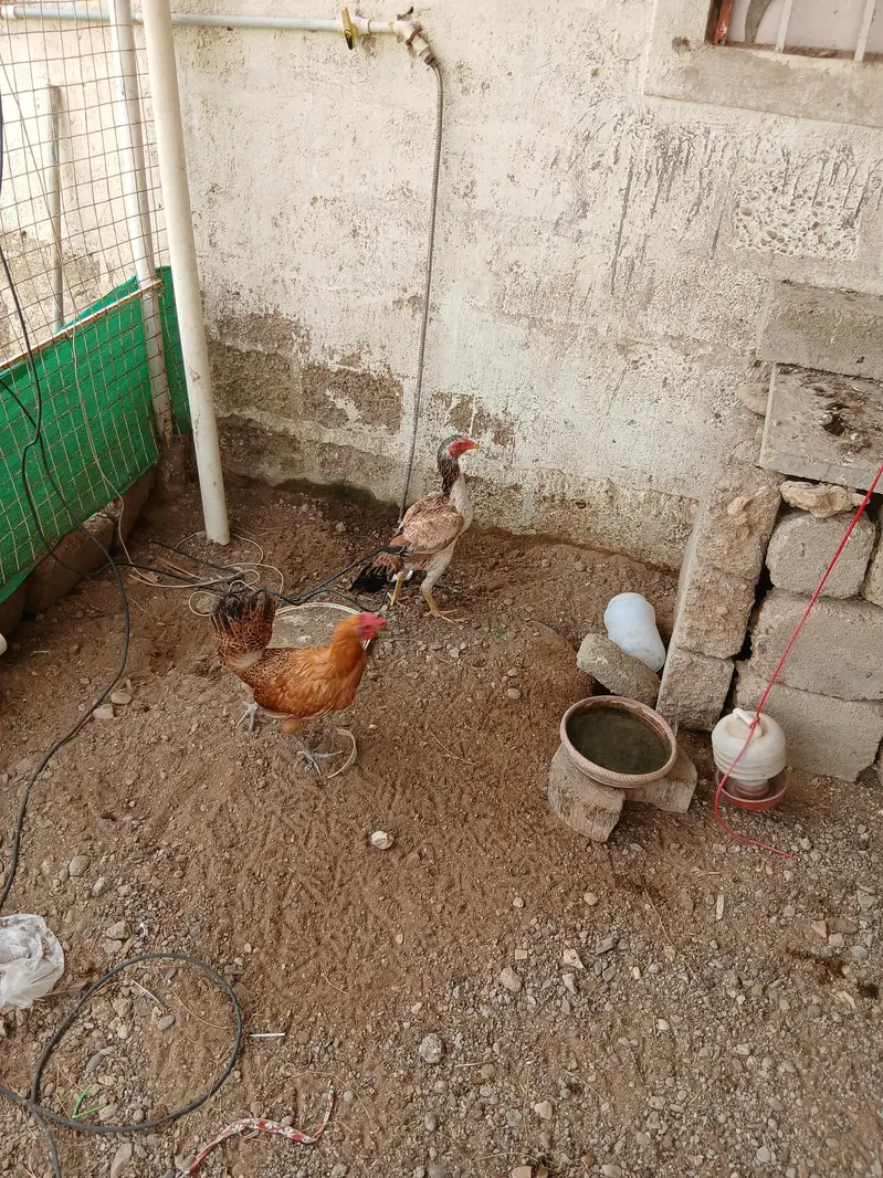 (1)Aseel Murgi (1)Aseel Murgi ka choza (2)Misri Murgi — photo 6