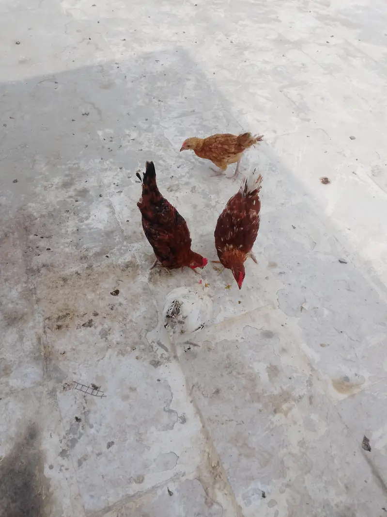 ghar ke pali hui misri murgiyan — photo 5