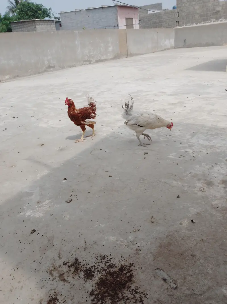ghar ke pali hui misri murgiyan — photo 7