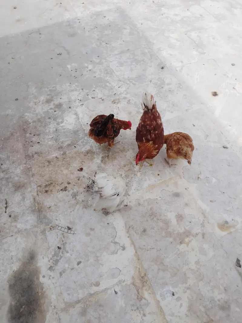 ghar ke pali hui misri murgiyan — photo 8