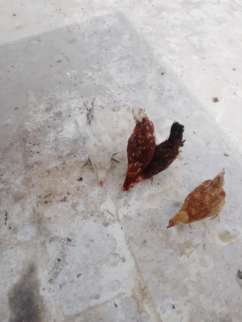 ghar ke pali hui misri murgiyan — photo 9
