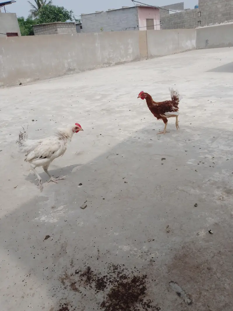 ghar ke pali hui misri murgiyan — photo 10