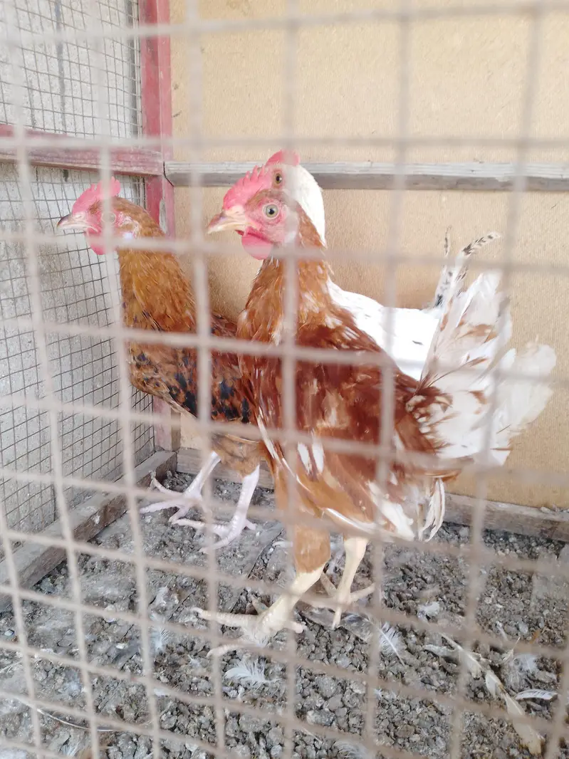 ghar ke pali hui misri murgiyan — photo 11