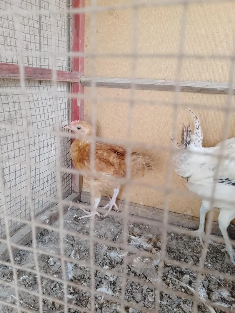 ghar ke pali hui misri murgiyan — photo 12