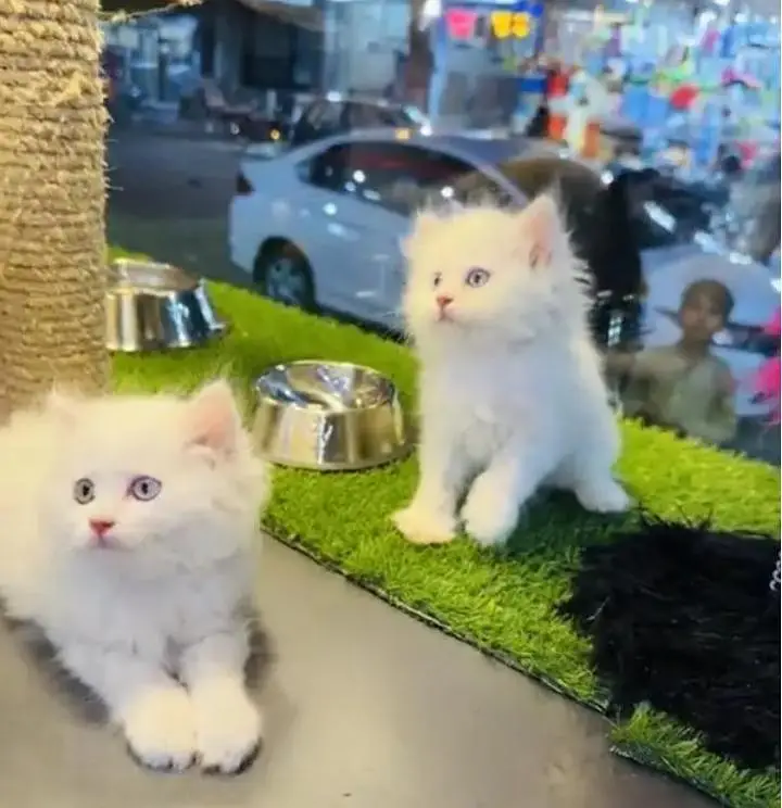 (Persian female kitten) (for sale all) (Pakistan delivery available) — photo 3