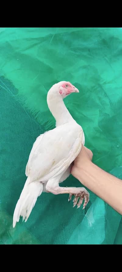 Heera aseel High quality