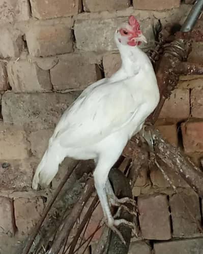 Heera bengum patha white nok nalli 03435323463