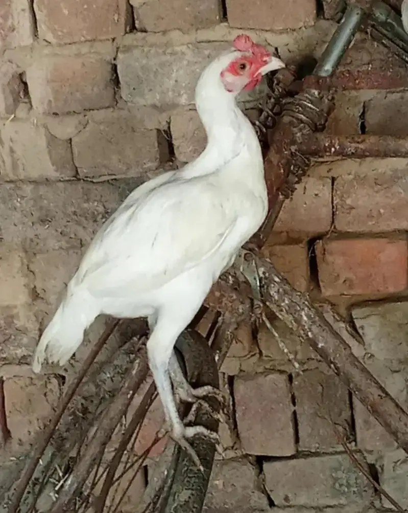 Heera bengum patha white nok nalli 03435323463 exchange possible — photo 2