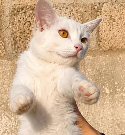 Persian doll face kitten available for sale