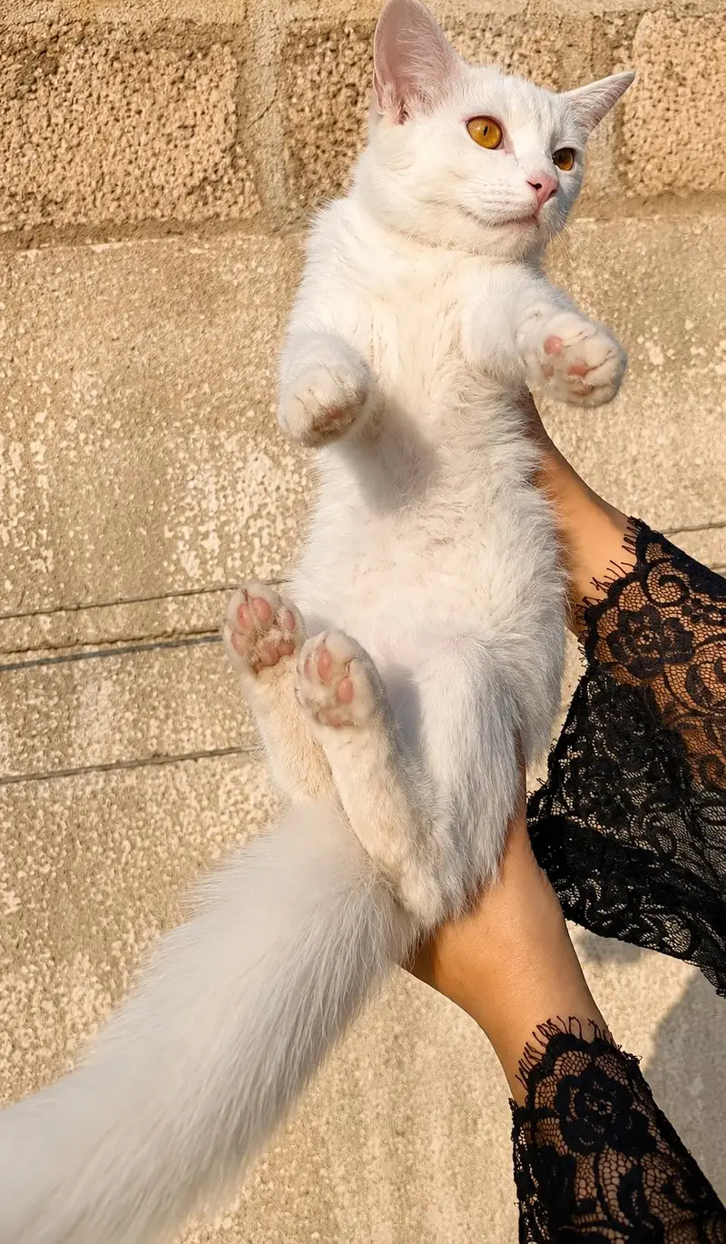 Persian doll face kitten available for sale — photo 2