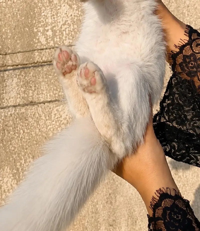 Persian doll face kitten available for sale — photo 3