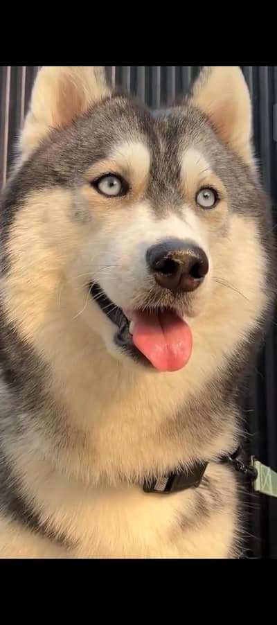 husky for sale