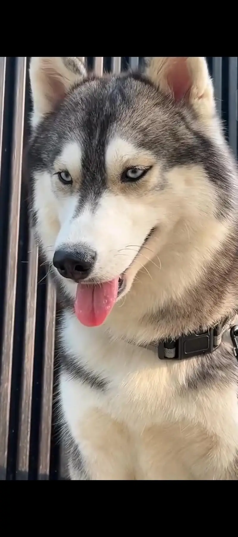 husky for sale — photo 2