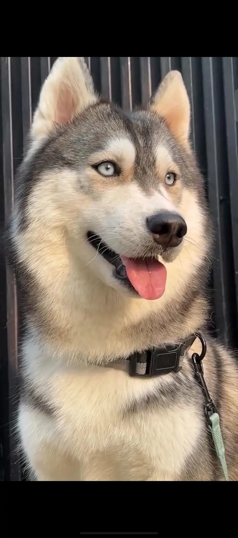 husky for sale — photo 3