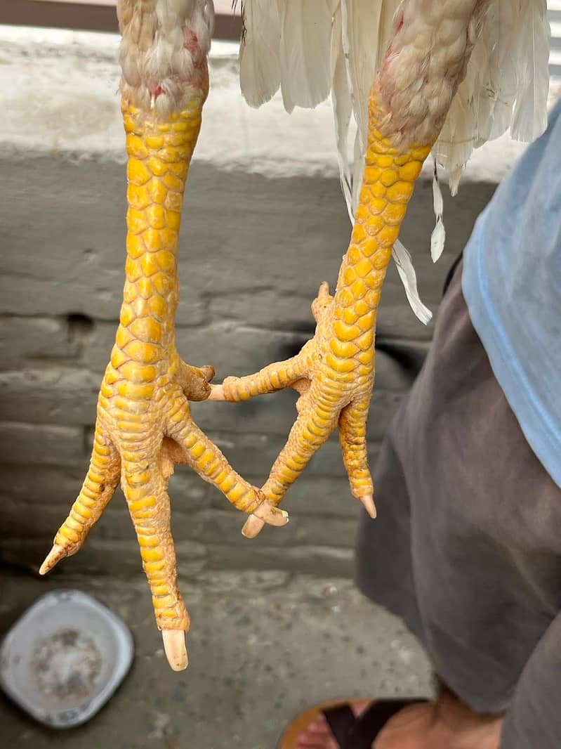 Shamo pair Murga split 3