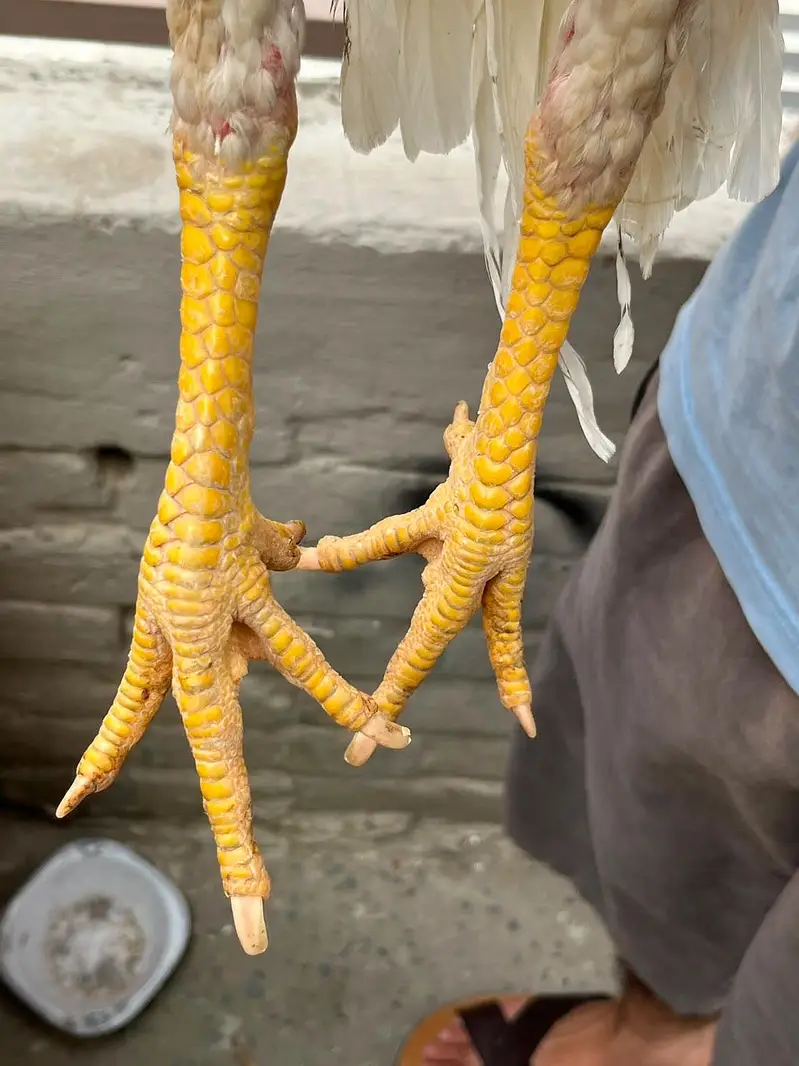 Shamo pair Murga split — photo 4
