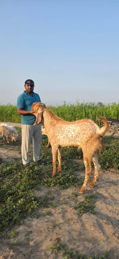 pure Makhi Chini bakriya | makhi Chini | Goats | dasi bakri