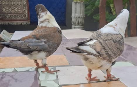 Ghazi Modena 0 kali  Chicks Pair from same clutch available