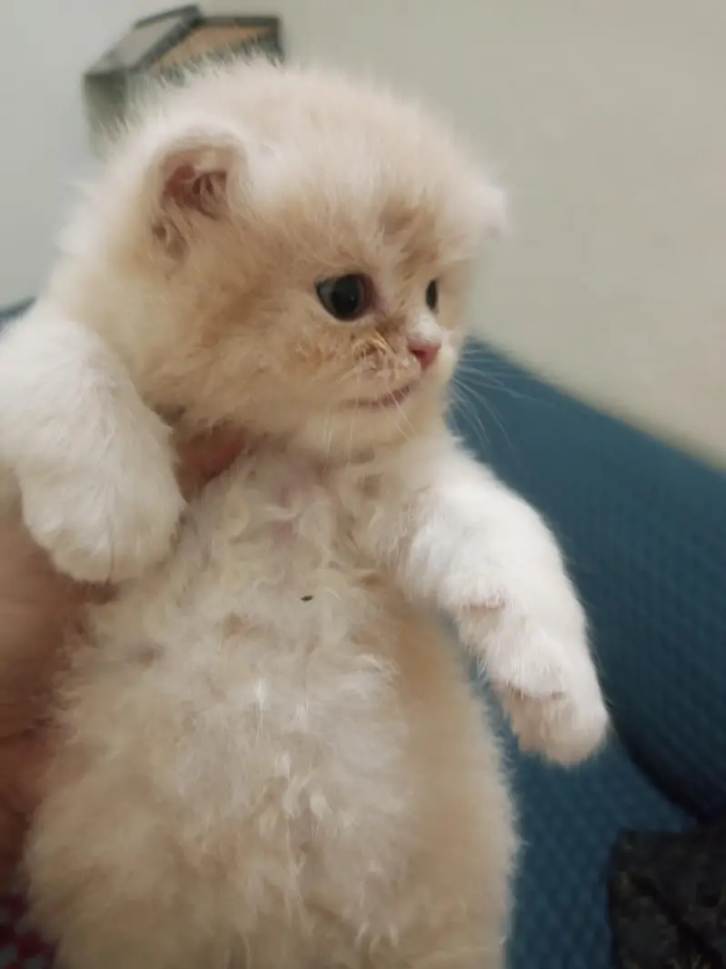Persian triple coated kittens — photo 2