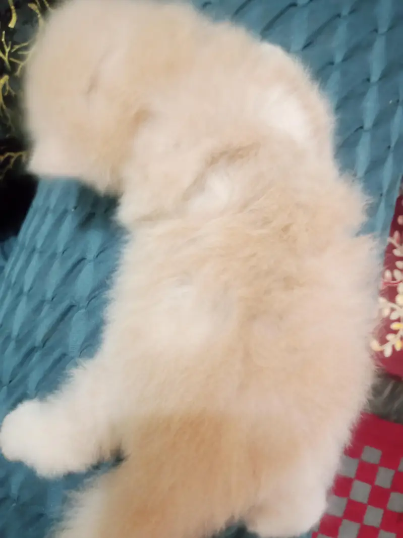 Persian triple coated kittens — photo 3