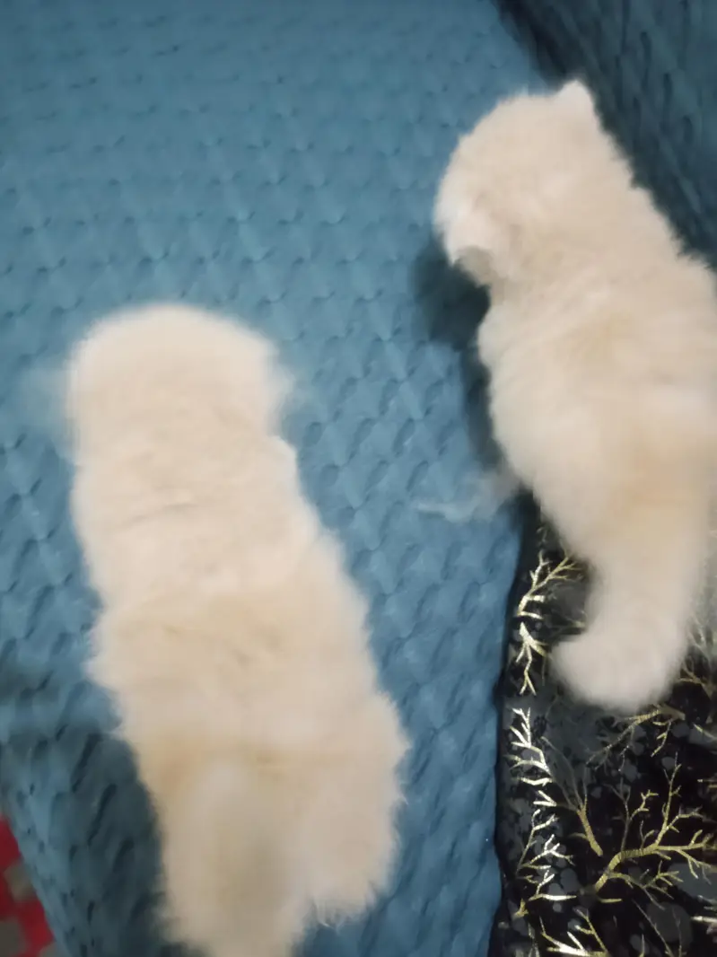 Persian triple coated kittens — photo 4