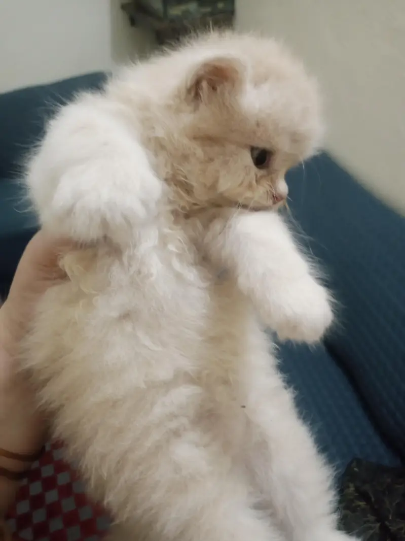 Persian triple coated kittens — photo 5