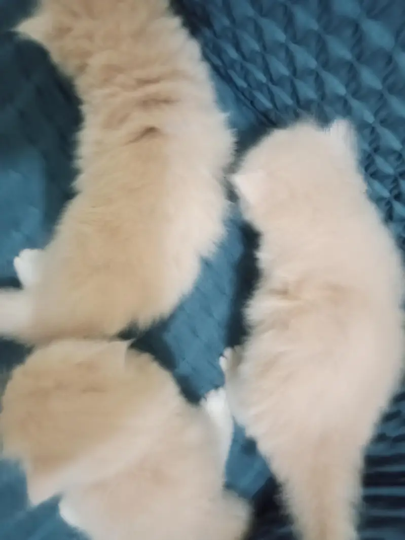 Persian triple coated kittens — photo 6