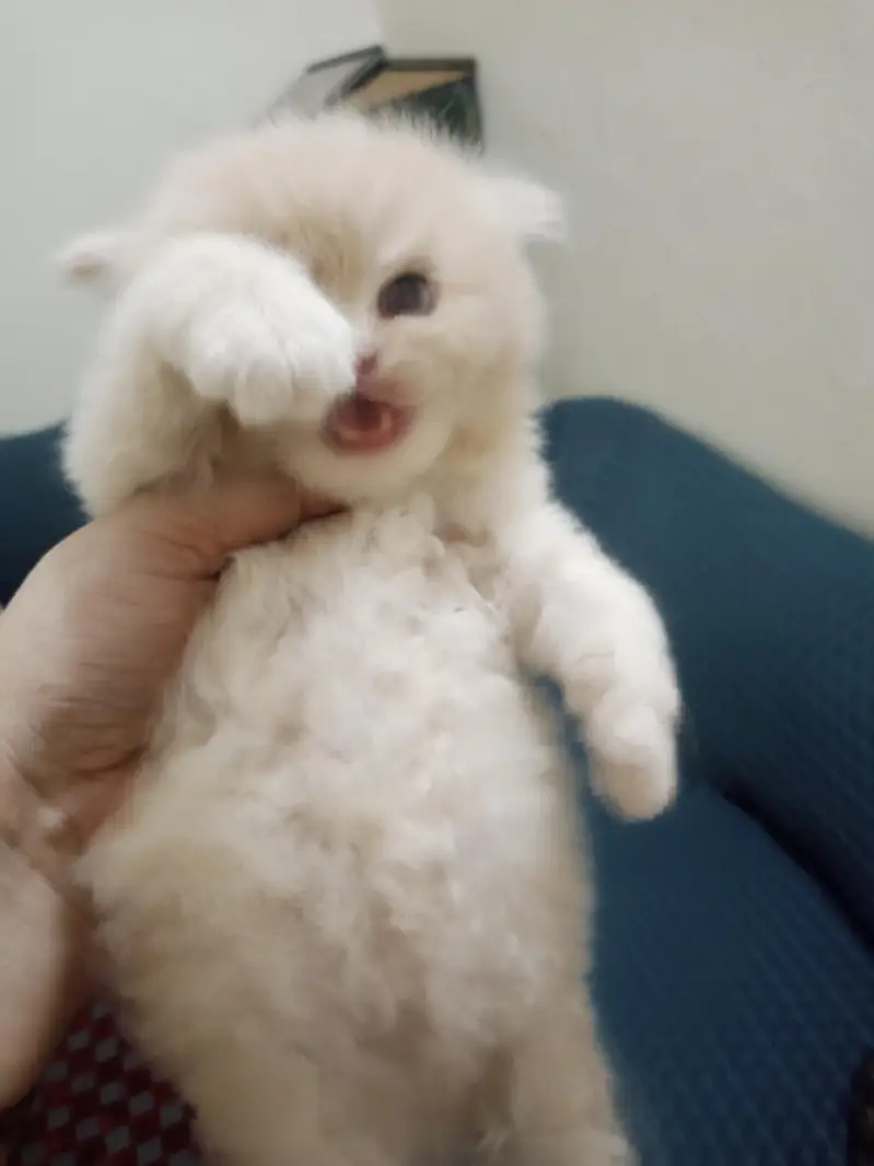 Persian triple coated kittens — photo 7