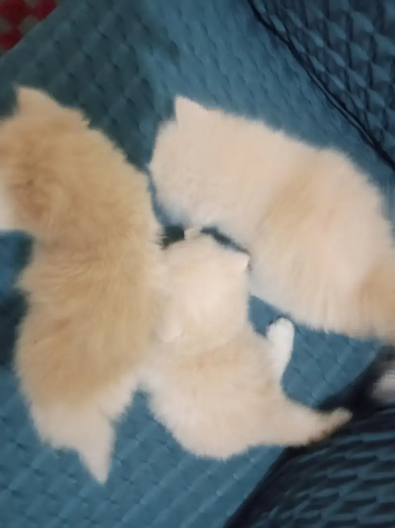 Persian triple coated kittens — photo 8