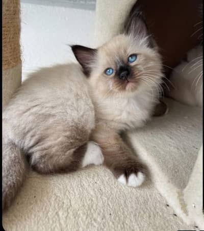 beautiful Persian kittens