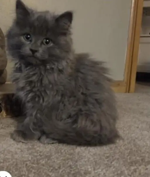 beautiful Persian kittens — photo 2