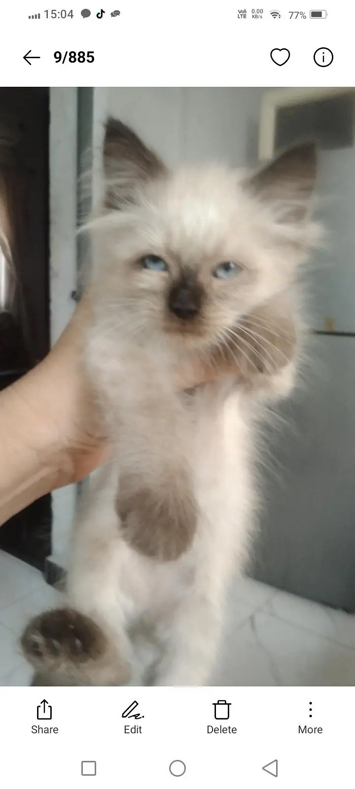 beautiful Persian kittens — photo 3