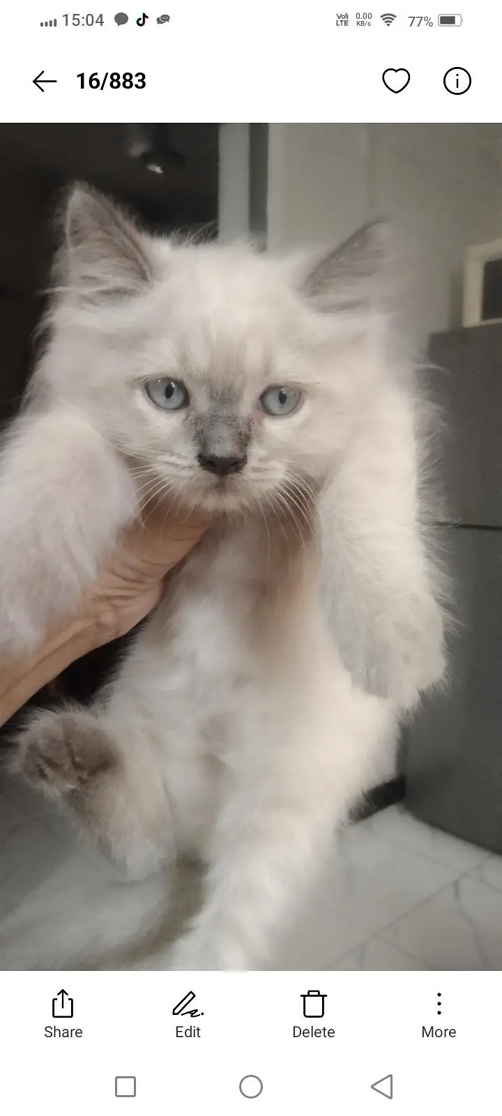 beautiful Persian kittens — photo 4