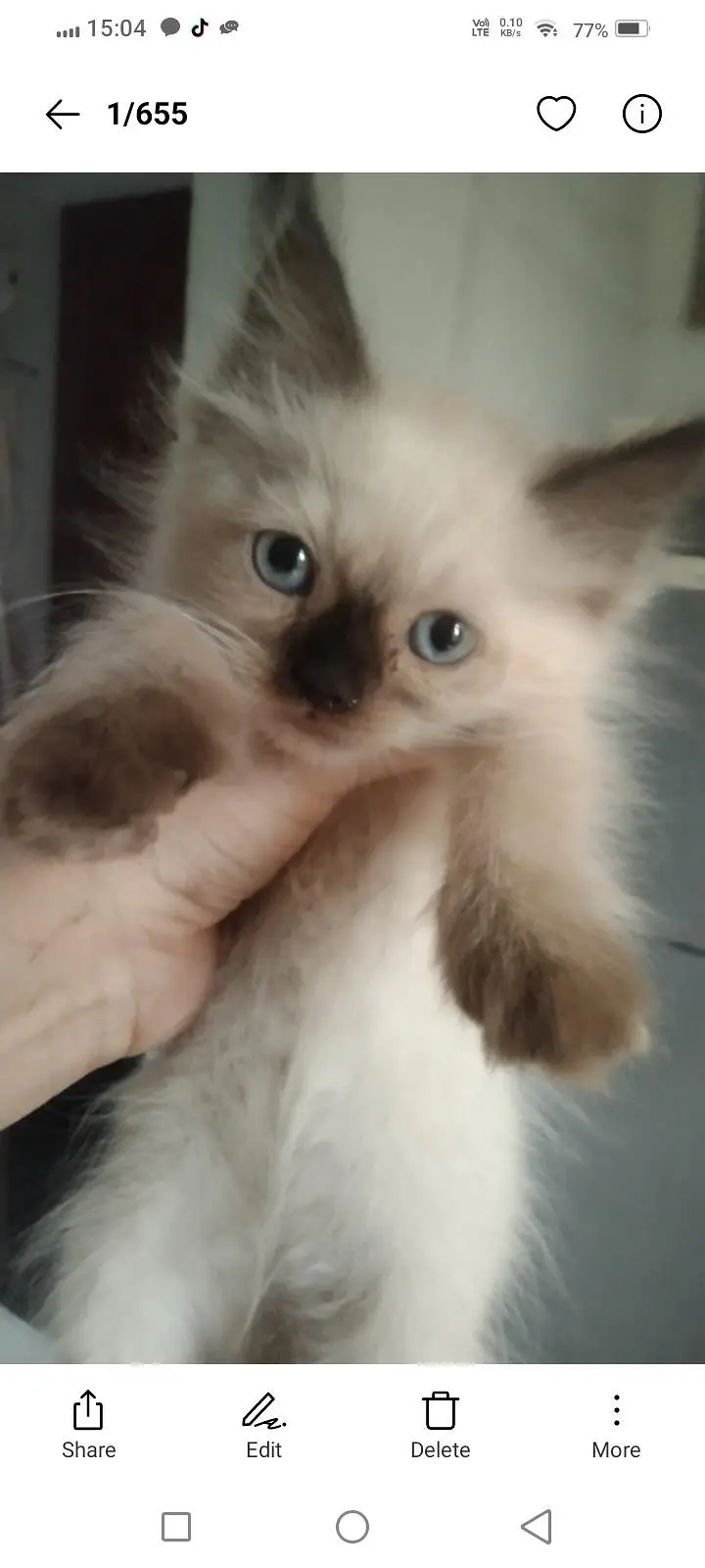 beautiful Persian kittens — photo 5