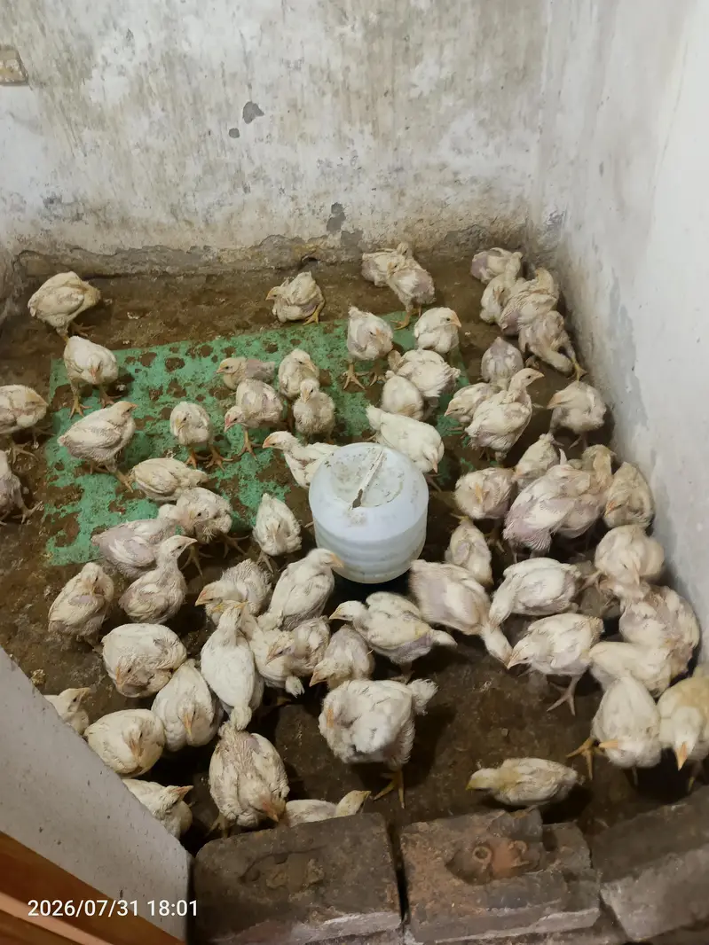 broiler chicken 65 pieces — photo 2