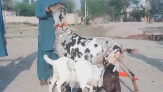 Desi Bakri Our 3 Bach for Sale Wahtsspp 0326,9382,133