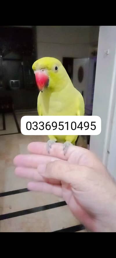 Green ringneck parrot handtame