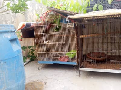 Budgie cages