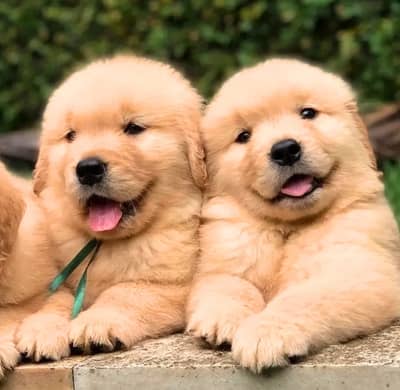 Golden retriever puppies  0313*9363/417