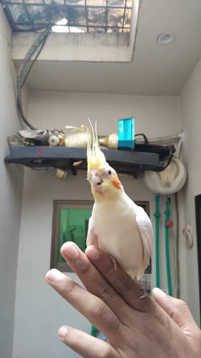 cooktail Bird