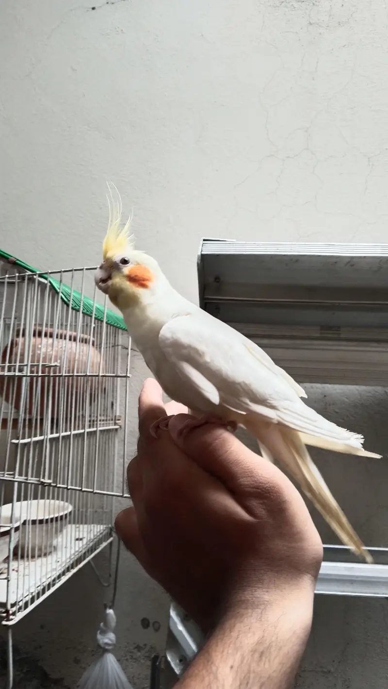 cooktail Bird — photo 2