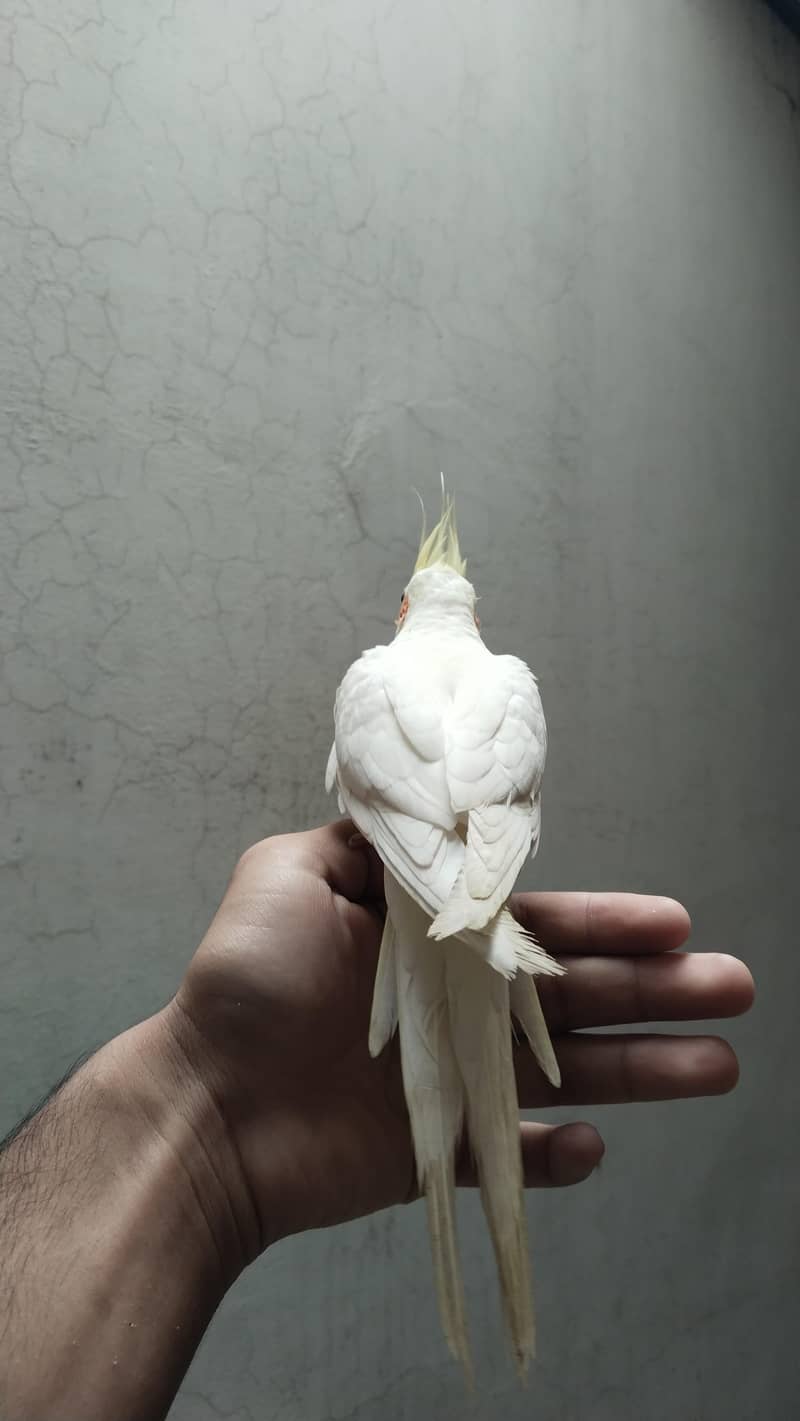cooktail Bird 2