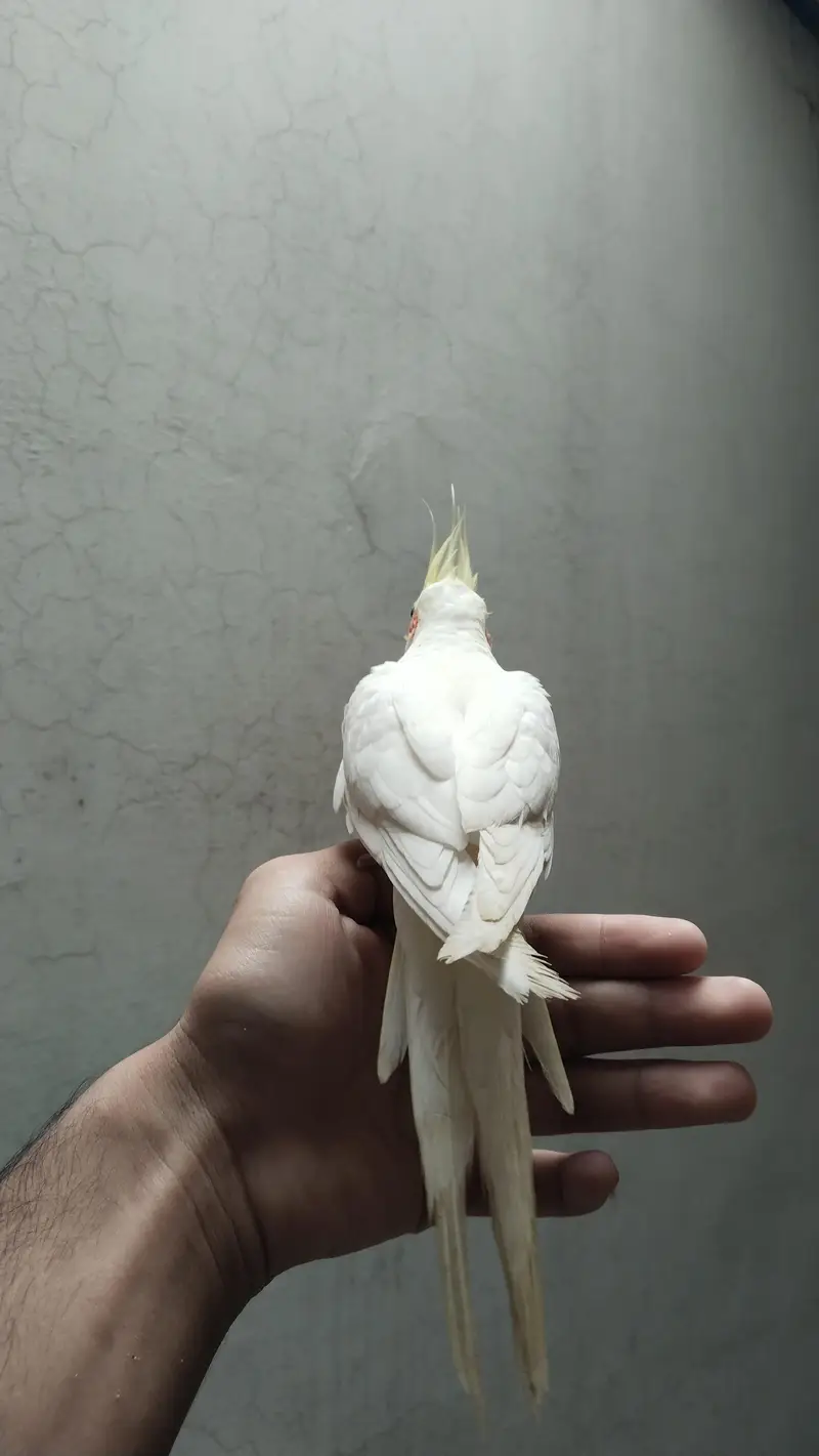 cooktail Bird — photo 3