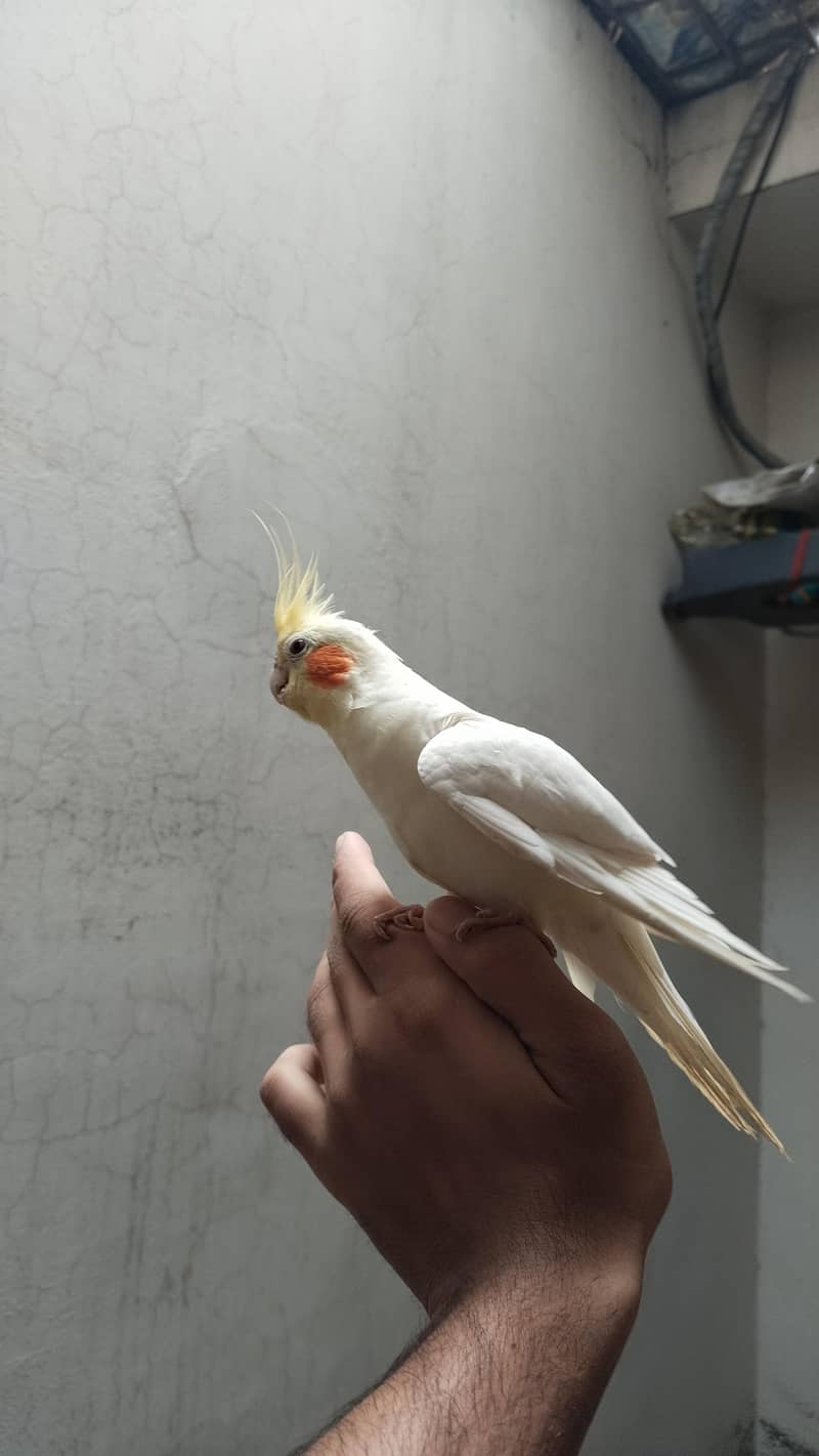 cooktail Bird 3