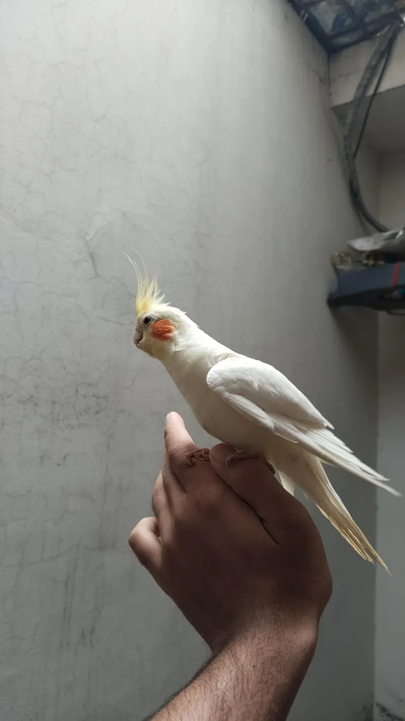 cooktail Bird — photo 4