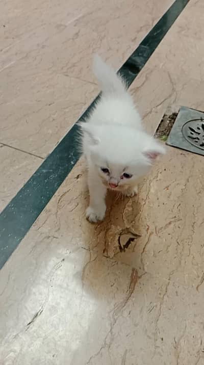 baby kitten  full active semi punch face triple cout