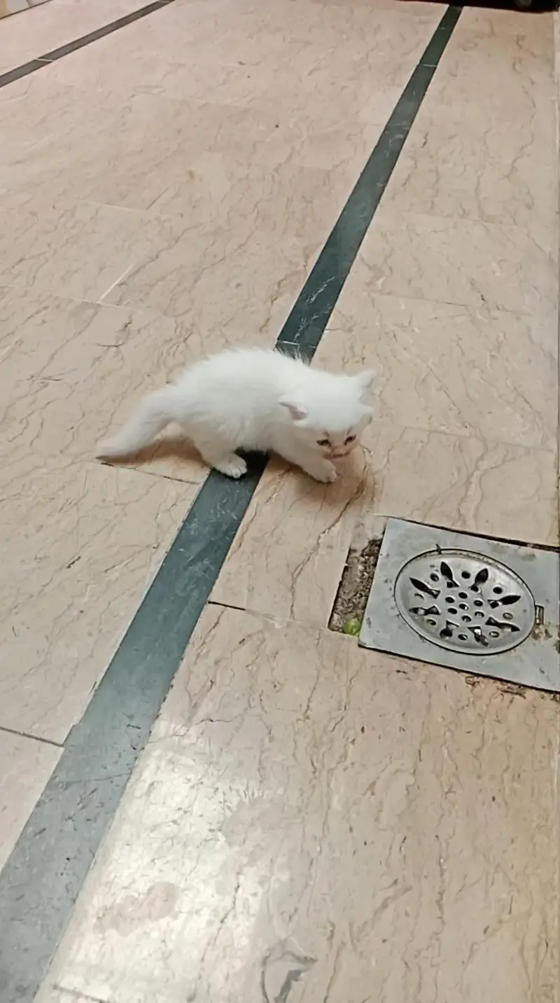 baby kitten  full active semi punch face triple cout — photo 2