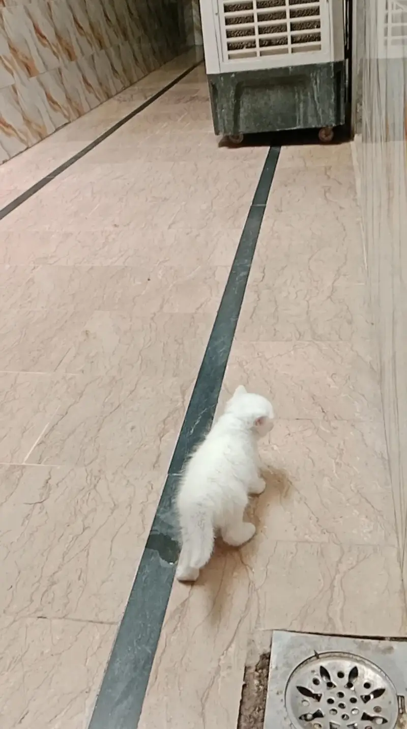 baby kitten  full active semi punch face triple cout — photo 3