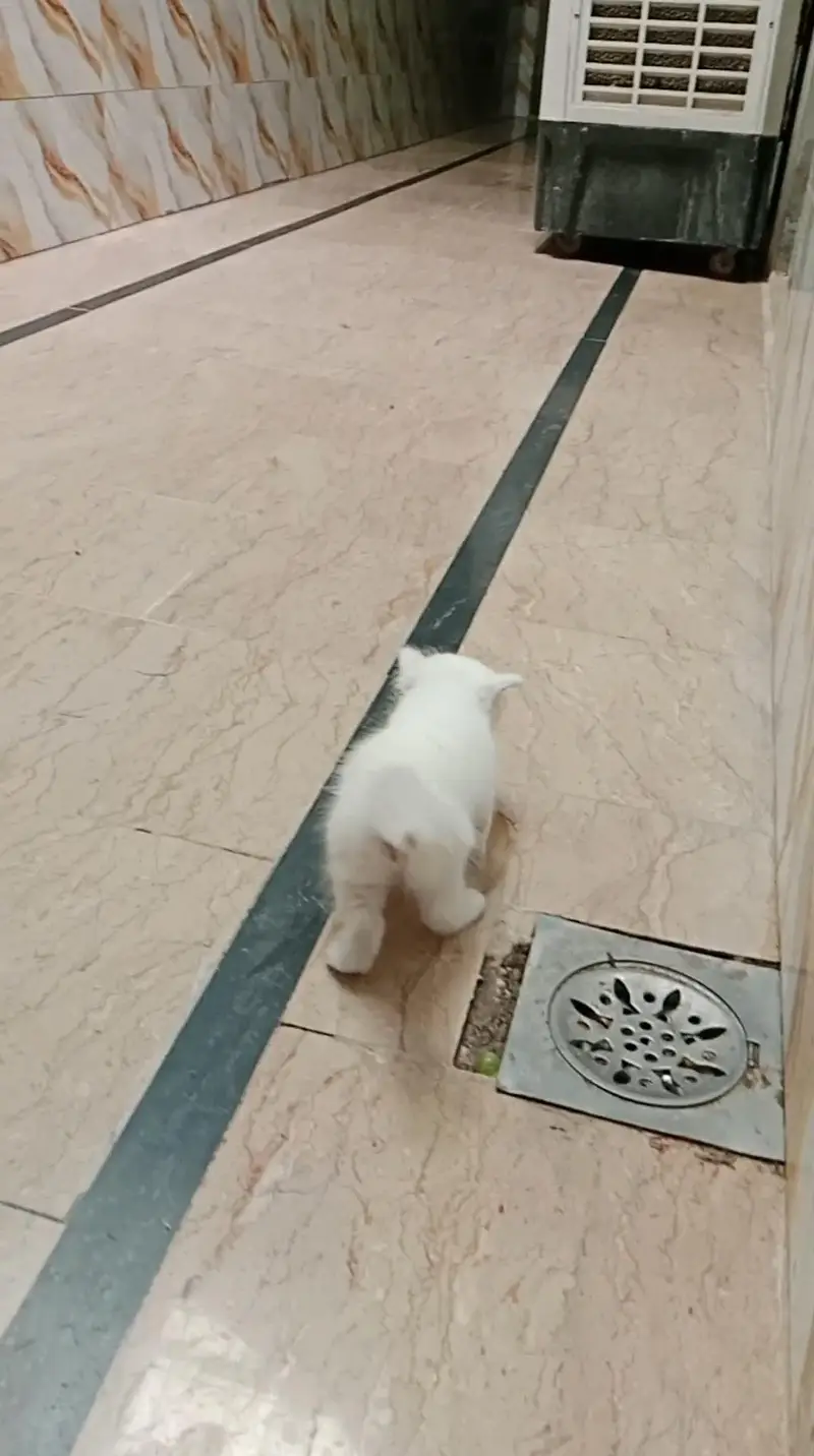 baby kitten  full active semi punch face triple cout — photo 4